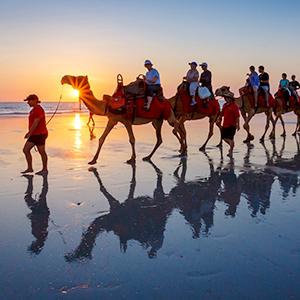 A camel riding tour at Cable beach during sunset