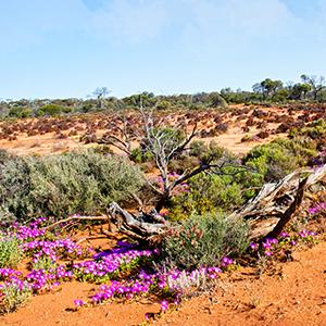 Australian flora in the outback 
